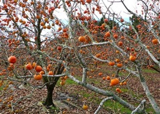 Խուրմա